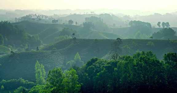 茶园茶山美丽乡村