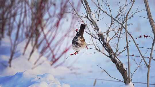 雪地中的小鸟