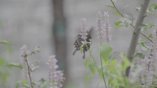 藿香花上的黑色蝴蝶LOG视频素材