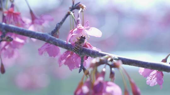 樱花蜜蜂采花和茶园风光