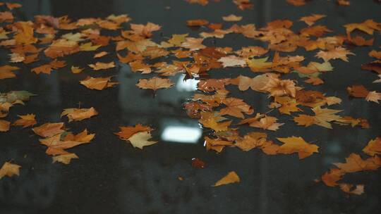 秋雨后的落叶