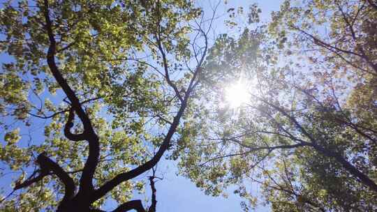 夏天阳光穿过树林树叶自然风景视频素材