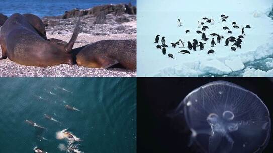 自然生态环境海洋生物生活集锦