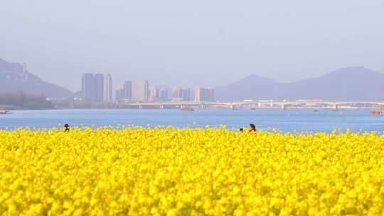 杭州富阳富春江江畔春天油菜花风景