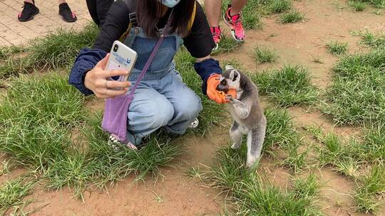 济南野生动物世界，环尾狐猴