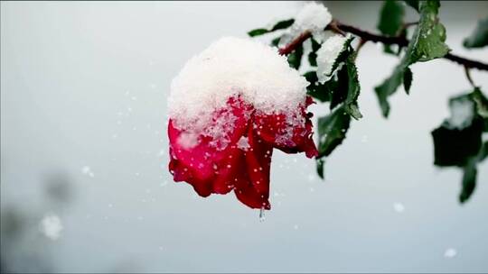 红玫瑰在雪地里随风摇曳
