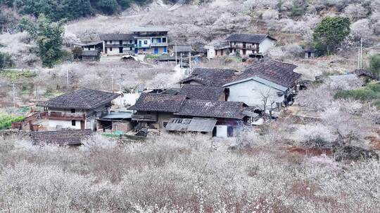 福州永泰青梅花航拍（葛岭万石村）3