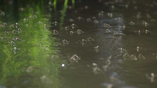 大量的水蜘蛛在水上