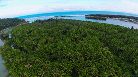 热带植物，海南椰树林视频素材模板下载