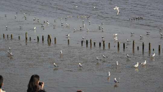 4K实拍深圳湾湿地公园海鸥候鸟栖息