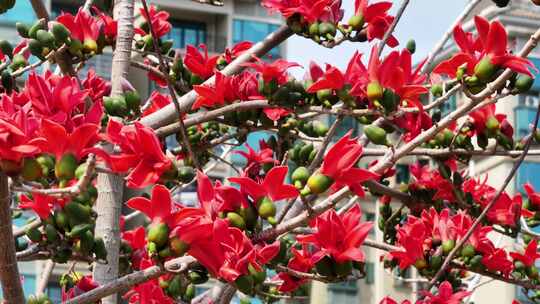 盛开的木棉花特写