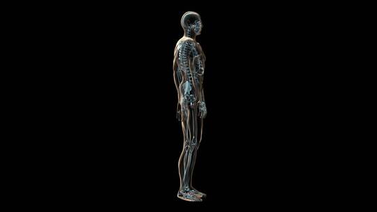 人体和骨骼的3D医学动画