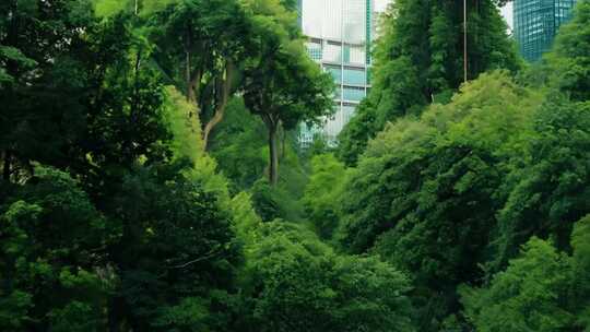 森林植物建筑城市生长