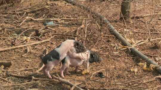 户外交配的土猪