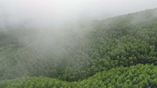 雾气笼罩的茂密山林全景