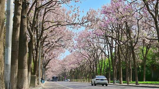 北京亦庄的梧桐大道花海街道