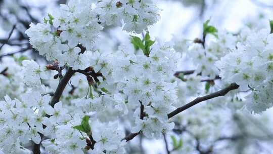 春天鲜花梨花桃花桃花素材