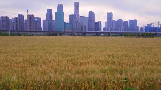 杭州城市建筑与麦田高铁同框风景