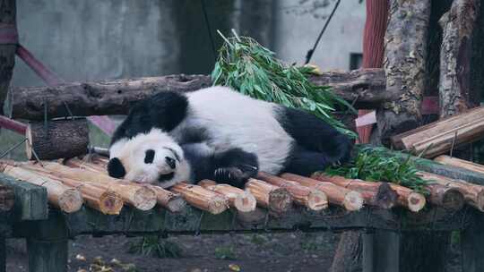 睡觉的大熊猫视频素材模板下载