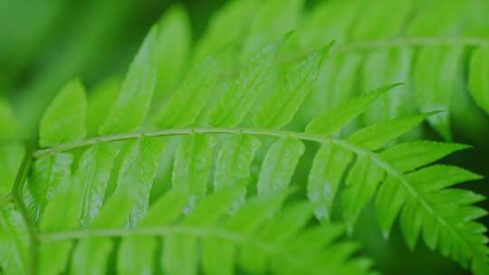 热带雨林雨后绿植