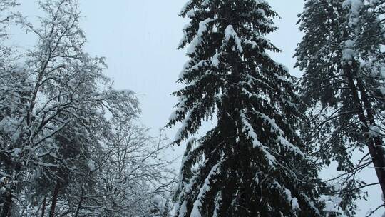 冬天暴雪中的森林树木美景特写