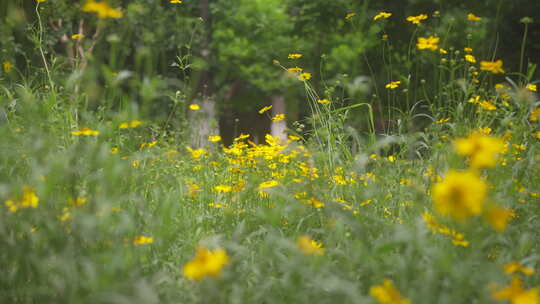 户外野花 山野 野菊花 花海