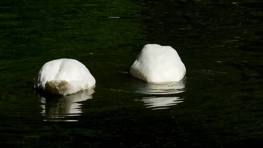 一对天鹅在湖里潜水