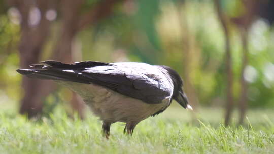 夏天在绿色草坪上觅食的黑野乌鸦