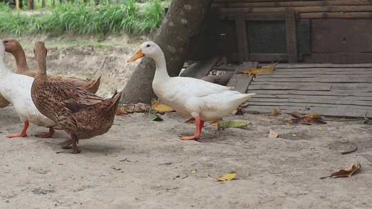 鸭子们走在一起