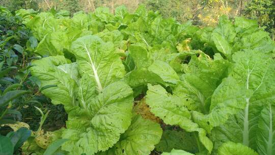 新鲜菜园里的蔬菜白菜