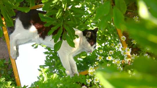 夏日氛围空境合集阳光猫咪治愈初夏