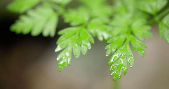 大自然 山野 雨后 嫩叶