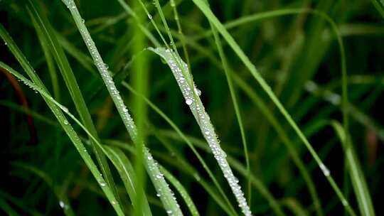 晶莹的雨滴水珠落在小草绿叶上