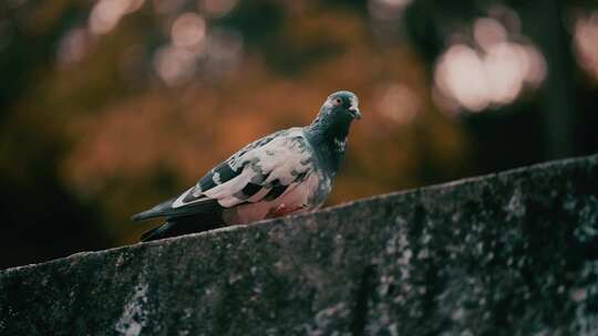 鸽子潭柘寺