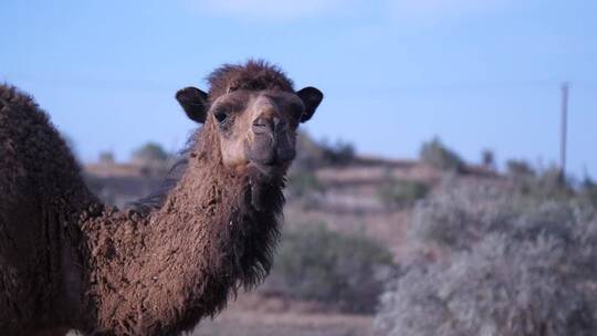 沙漠中的棕色骆驼