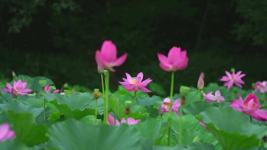 夏日荷花视频素材模板下载