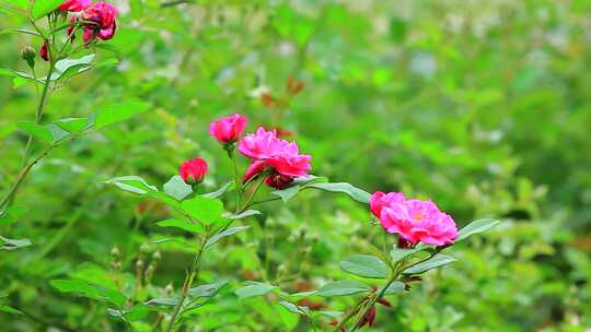 春天盛开的月季花实拍素材