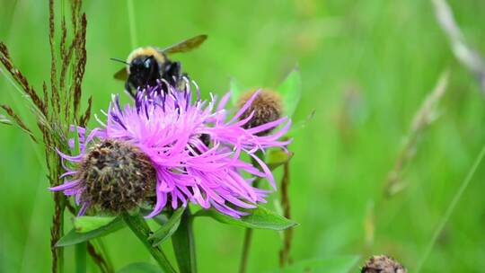 大自然中栖息在紫色花朵上的蜜蜂视频素材模板下载