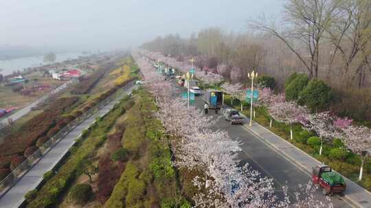 航拍微山樱花大道