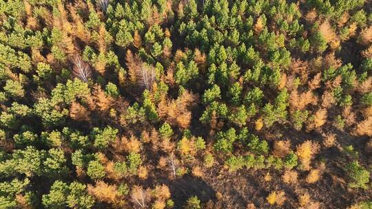 秋天的人工林视频素材模板下载
