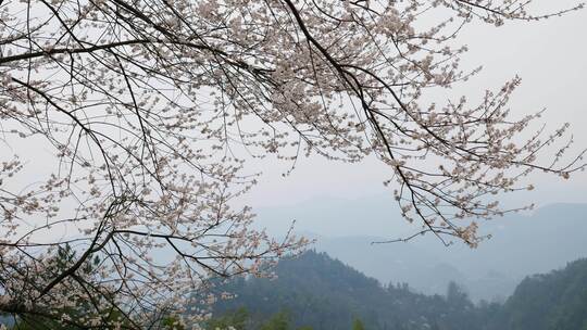 春天阳光下的樱花花朵