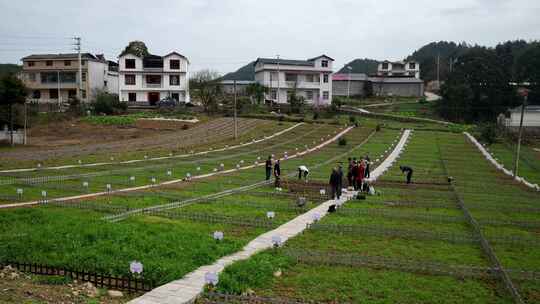 劳动空镜刨土锄地农场工人耕作劳作翻土