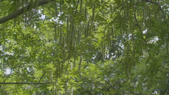 夏天的枫杨中景别LOG视频素材模板下载