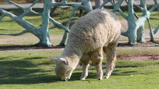 羊驼在草地上吃草
