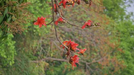 枝头绽放的木棉花近景