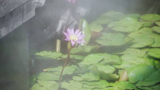 景观池里盛开的莲花