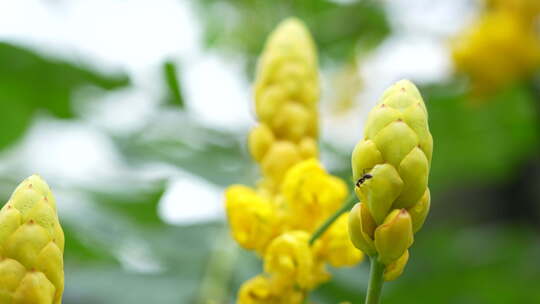 花朵上的蚂蚁实拍