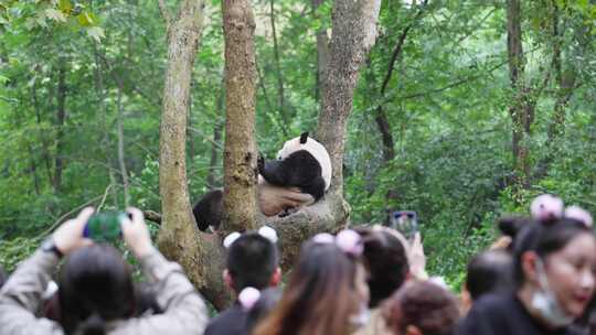 成都大熊猫基地游客拿手机拍摄树上的大熊猫
