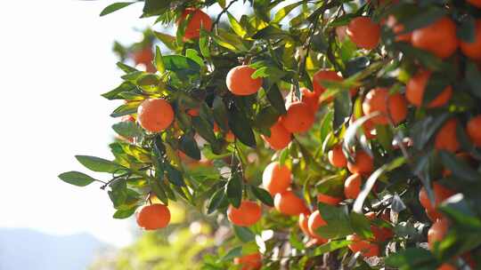 挂满橘子树的桔子