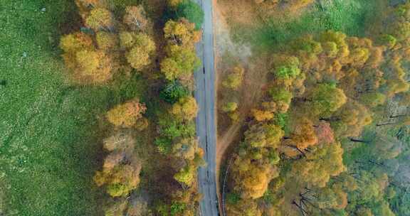 道路，森林，松树，风景